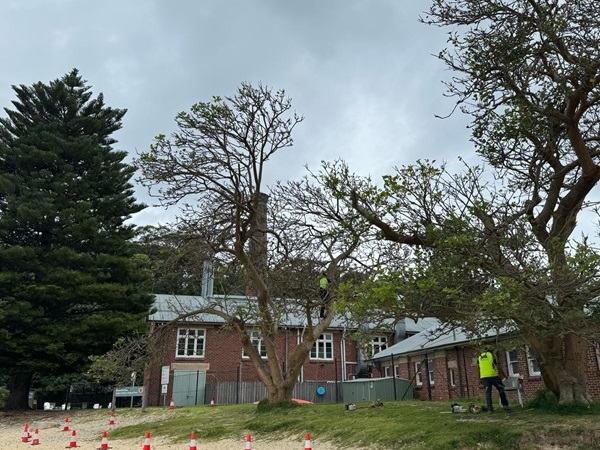 Lopping and Formative Pruning of trees